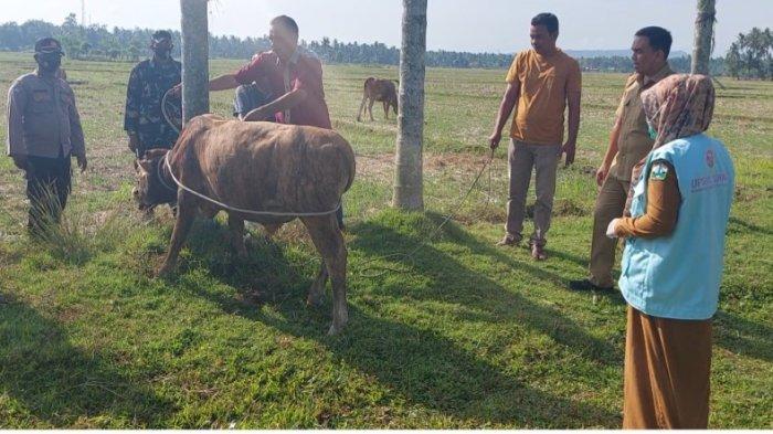 Ternak jangkrik di Samalanga Bireuen