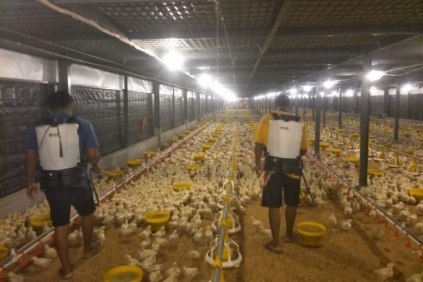 Integrasi Teknologi untuk Efisiensi Budidaya Ayam Broiler – agropustaka