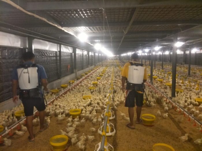Integrasi Teknologi untuk Efisiensi Budidaya Ayam Broiler – agropustaka Budidaya ayam broiler di Armajaya, Bengkulu Utara