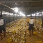 Budidaya ayam broiler di Selagan Raya, Muko Muko