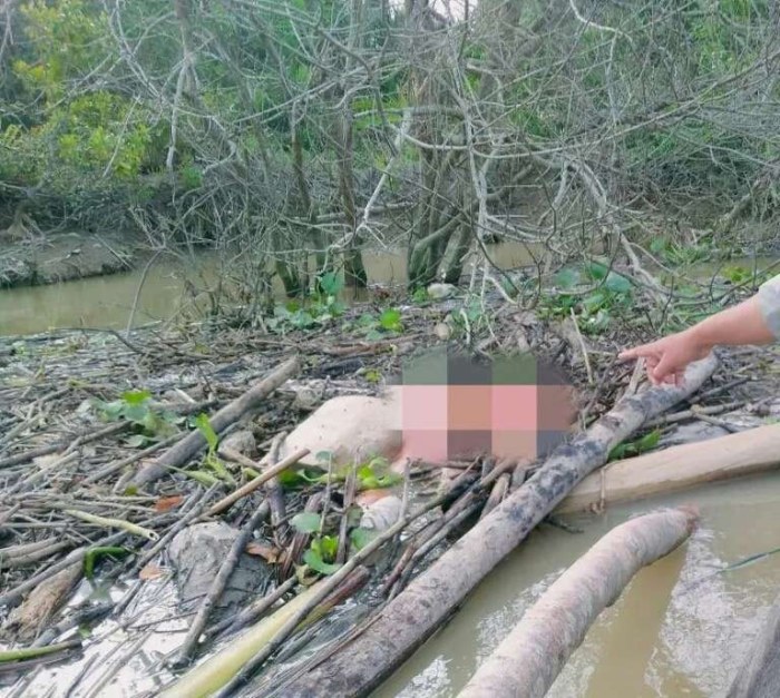 BREAKING NEWS - Mayat Laki-laki Tanpa Identitas Ditemukan Mengapung di ... Ternak jangkrik di Peureulak Barat Aceh Timur