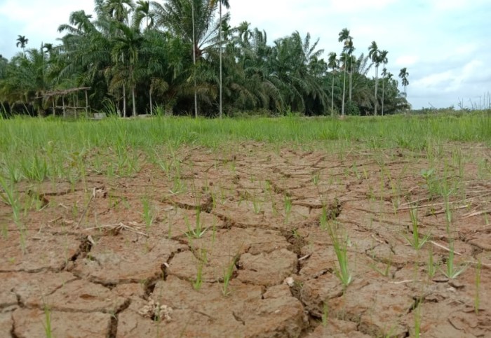 Ternak jangkrik di Cot Girek Aceh Utara