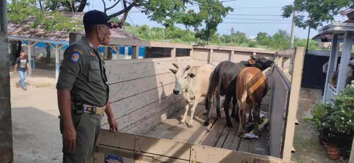 Ternak di Darul Imarah Aceh Besar