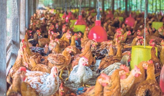 Beberapa Hal Harus Diperhatikan Sebelum Melakukan Budidaya Ayam Kampung ... Beberapa Hal Harus Diperhatikan Sebelum Melakukan Budidaya Ayam Kampung ...