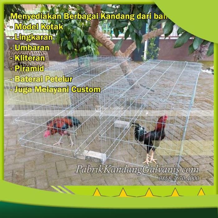 Kandang Ayam Bangkok Umbaran Anti Bau dan Anti Kutu di Kediri Kota Jawa ... Kandang Ayam Bangkok Umbaran Anti Bau dan Anti Kutu di Kediri Kota Jawa ...