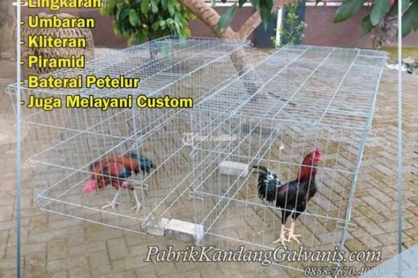 Ternak ayam petelur di Kelubagolit, Flores Timur