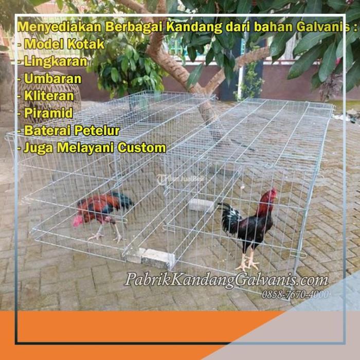 Ternak ayam petelur di Kelubagolit, Flores Timur