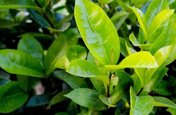 Daun penggemuk ayam di Wonti, Kab. Waropen