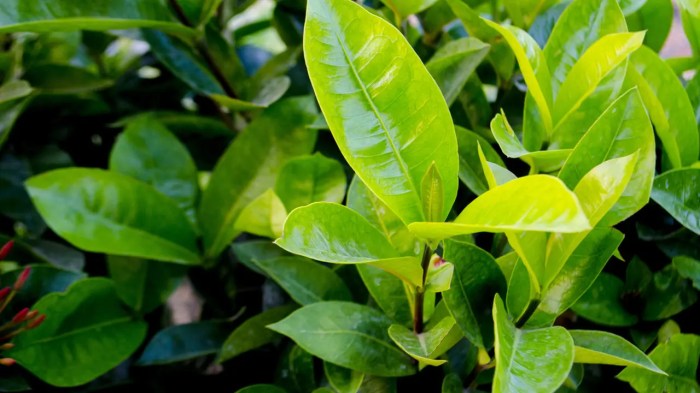Kenali Perosak dan Penyakit Anak Pokok Durian – Segalanya Tentang Tumbuhan… Daun penggemuk ayam di Muara Tami, Kota Jayapura