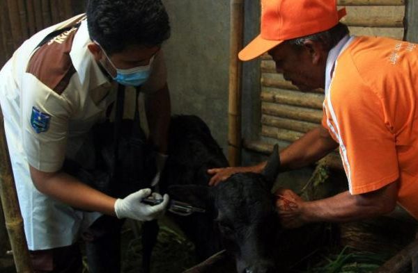 Daging kambing di Lumbang, Probolinggo