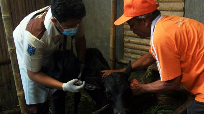 Daging kambing di Lumbang, Probolinggo