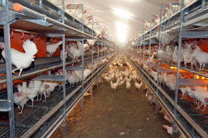 Sekilas Tentang Budidaya Ternak Ayam Kampung Petelur Sekilas Tentang Budidaya Ternak Ayam Kampung Petelur