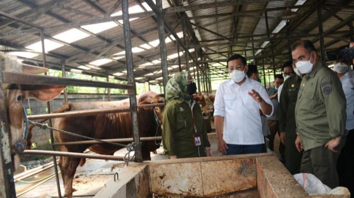 4 Tips Memasak Daging Kambing agar Kenyal dan Tidak Bau - Lifestyle ... Daging kambing di Ngancar, Kediri