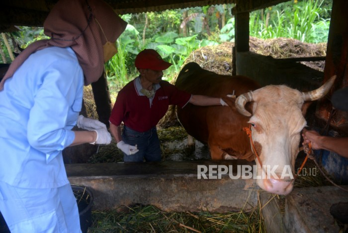 Daging kambing di Prambanan, Sleman