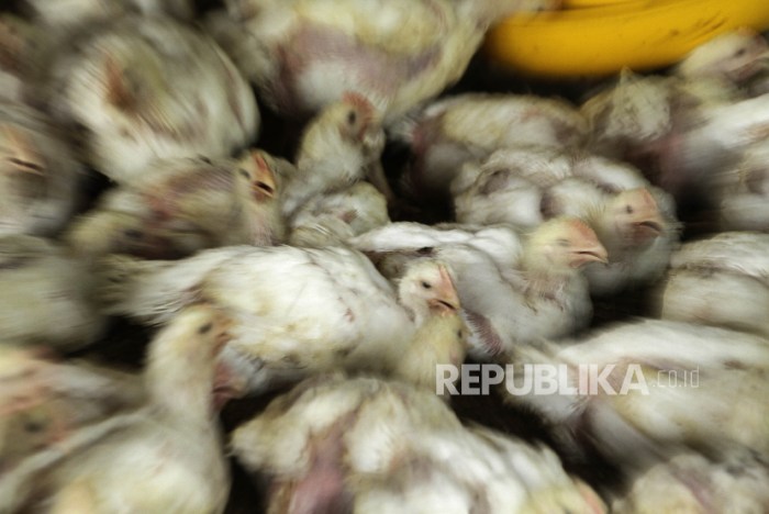Ayam ternak di Bulu, Sukoharjo