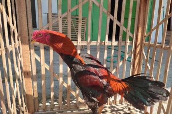 Enam Aset Tanah Milik Pemkab Indramayu di Kedokan Bunder Kini ...