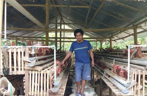 Ternak ayam petelur di Mandalle, Pangkajene