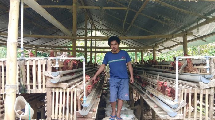 Derita Peternak Ayam Petelur di Lombok Timur, Jual Ayam Imbas Mahalnya ... Ternak ayam petelur di Makale, Tana Toraja