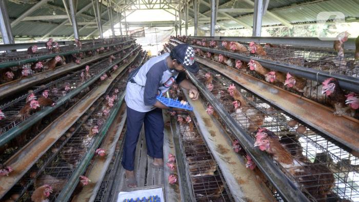 Pakan Ayam Petelur agar Cepat Bertelur - Panduan Lengkap Pakan Ayam Petelur agar Cepat Bertelur - Panduan Lengkap