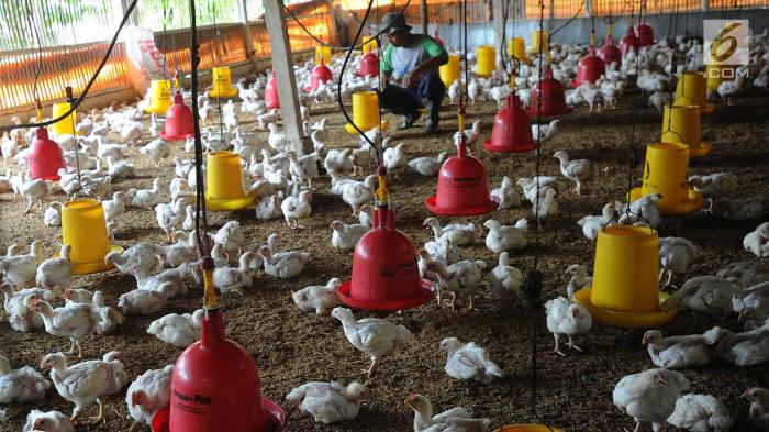 Cara ternak ayam kampung - ALAM TANI Ayam ternak di Tiumang, Kabupaten Dharmasraya
