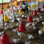 Budidaya ayam di Koto Salak, Kabupaten Dharmasraya