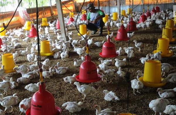 Ayam ternak di Sembilan Koto, Kabupaten Dharmasraya
