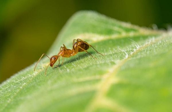 Daun penggemuk ayam di Dekai, Kab. Yahukimo