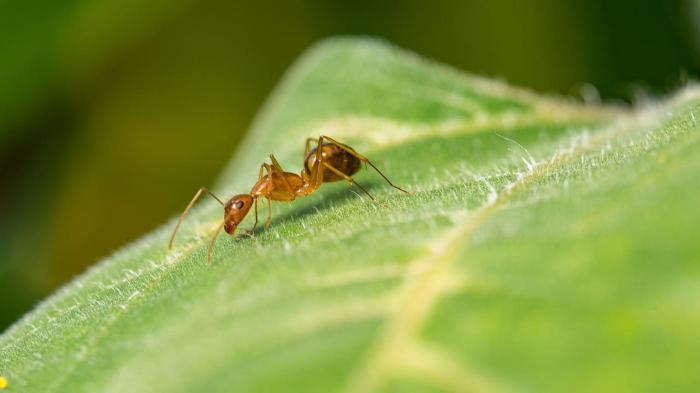 8 Daun yang Ditakuti Semut, Solusi Alami Tanpa Semprotan Kimia Daun penggemuk ayam di Dekai, Kab. Yahukimo