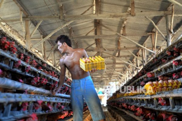 Gowa Jadi Lokasi Pengembangan Peternakan Ayam Broiler - Bonepos.com