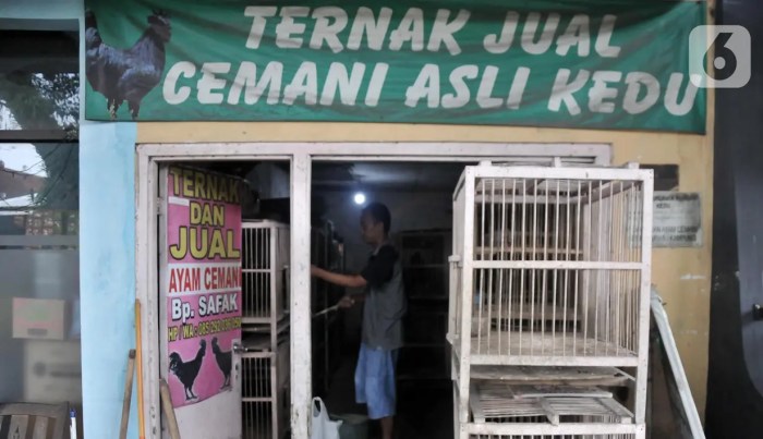 Budidaya ternak ayam di Kedu, Temanggung