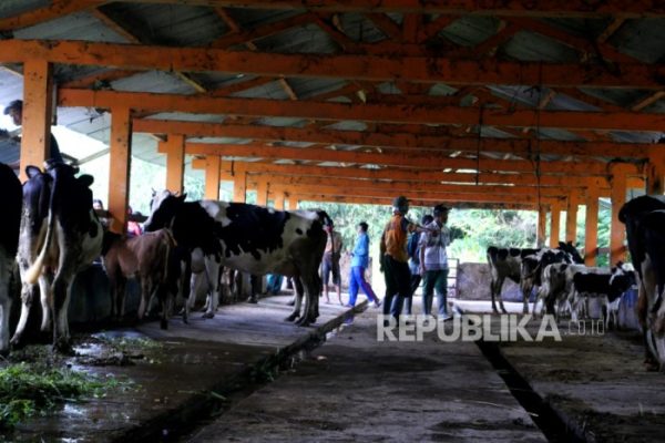 Daging kambing di Cangkringan, Sleman