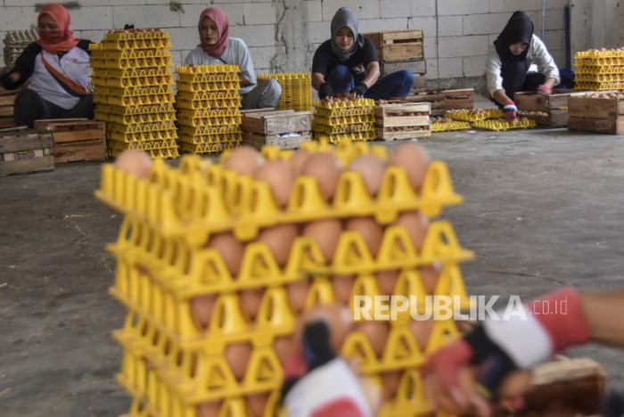 Kampung Ayam Petelur di Ciamis Capai Omzet Rp 500 Juta per Hari ... Kampung Ayam Petelur di Ciamis Capai Omzet Rp 500 Juta per Hari ...
