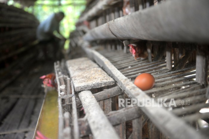 FTUI Ciptakan Sortir Telur Otomatis | Republika Online