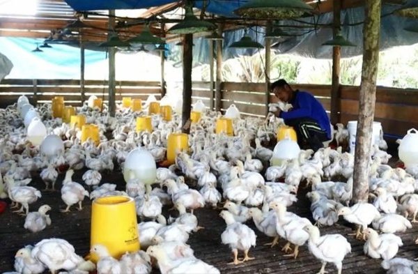Budidaya ayam di Lembah Melintang, Kabupaten Pasaman Barat