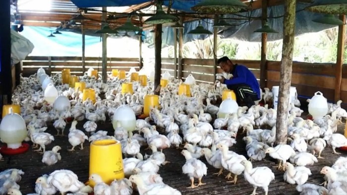 8 Cara Beternak Ayam Kampung dengan Modal Kecil, Hasil Menguntungkan ... Budidaya ternak ayam di Cimanggu, Cilacap
