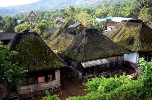 Ayam Ternak di Lembah Sorik Marapi, Mandailing Natal