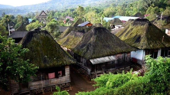 Ayam Ternak di Lembah Sorik Marapi, Mandailing Natal