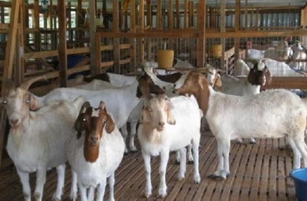 Daging kambing di Pagelaran, Malang