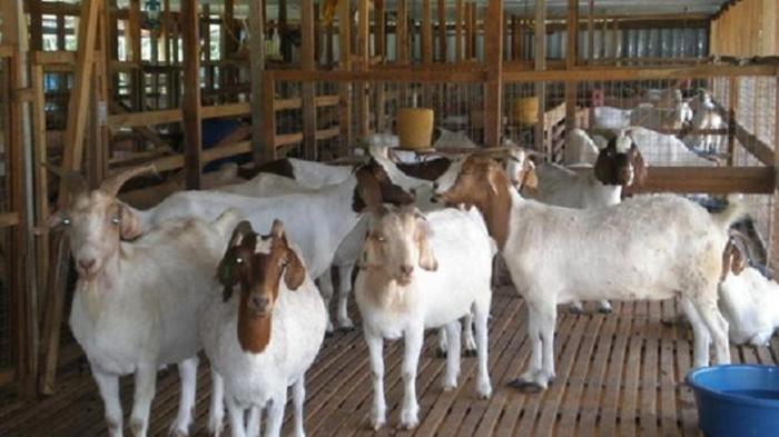 Daging kambing di Pagelaran, Malang