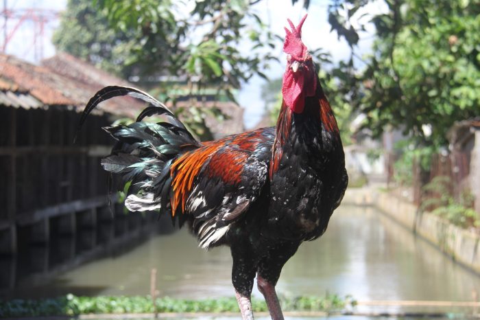 Ayam ternak di Semarang Timur, Kota Semarang