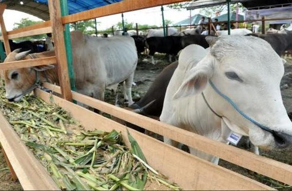 Daging kambing di Pragaan, Sumenep