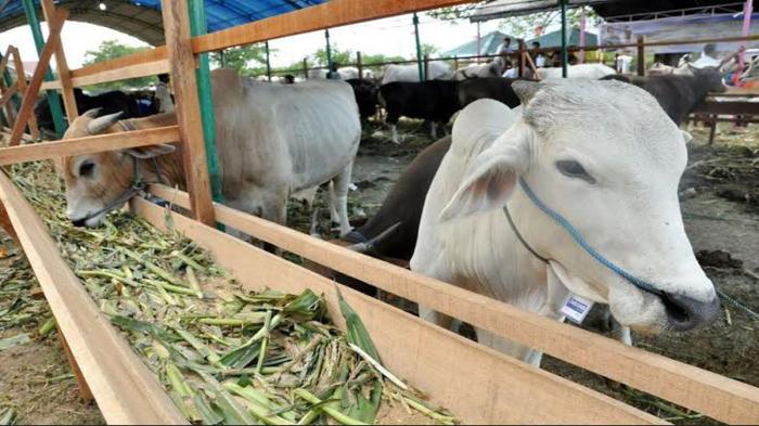 Daging kambing di Pragaan, Sumenep