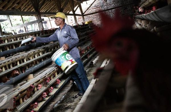 Budidaya ternak ayam di Pagerbarang, Tegal