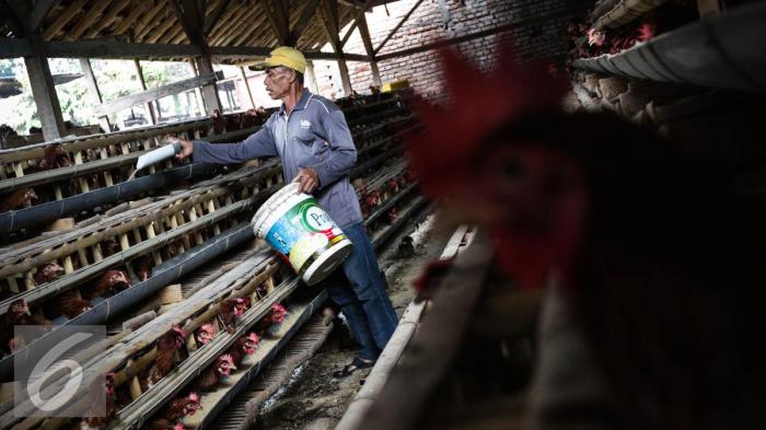 Ayam Ternak di Dawarblandong, Mojokerto