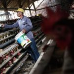 Berdikari Mulai Rambah Bisnis Ternak Ayam - Bisnis Liputan6.com