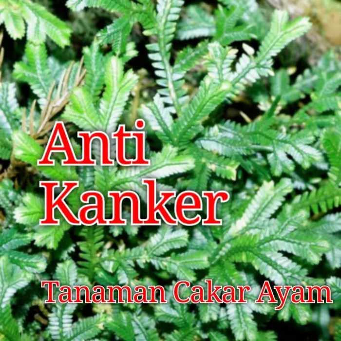 Daun penggemuk ayam di Sekarbela, Kota Mataram