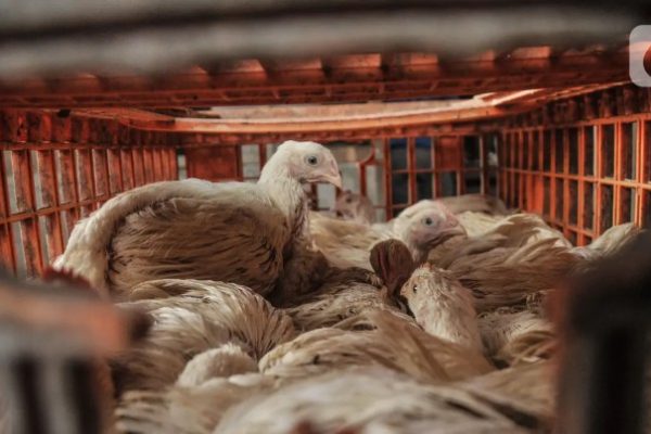 Harga ayam potong di Aceh Timur turun - ANTARA News Aceh