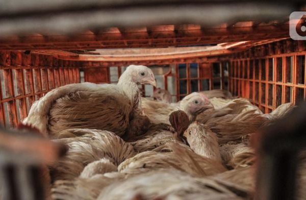 Harga ayam kampung potong di Sukaraja, Sukabumi