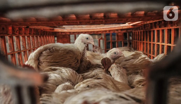 Harga Ayam Potong di Jakarta Bakal Naik, Ini Penyebabnya - Bisnis ... Harga ayam kampung potong di Gading Rejo, Pringsewu