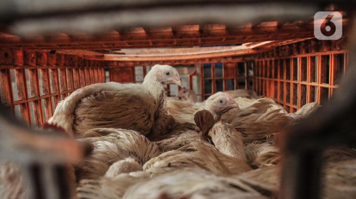 Jelang Natal dan Tahun Baru, Harga Ayam Potong Merangkak Naik - Foto ... Harga ayam kampung potong di Teluk Betung Timur, Kota Bandar Lampung